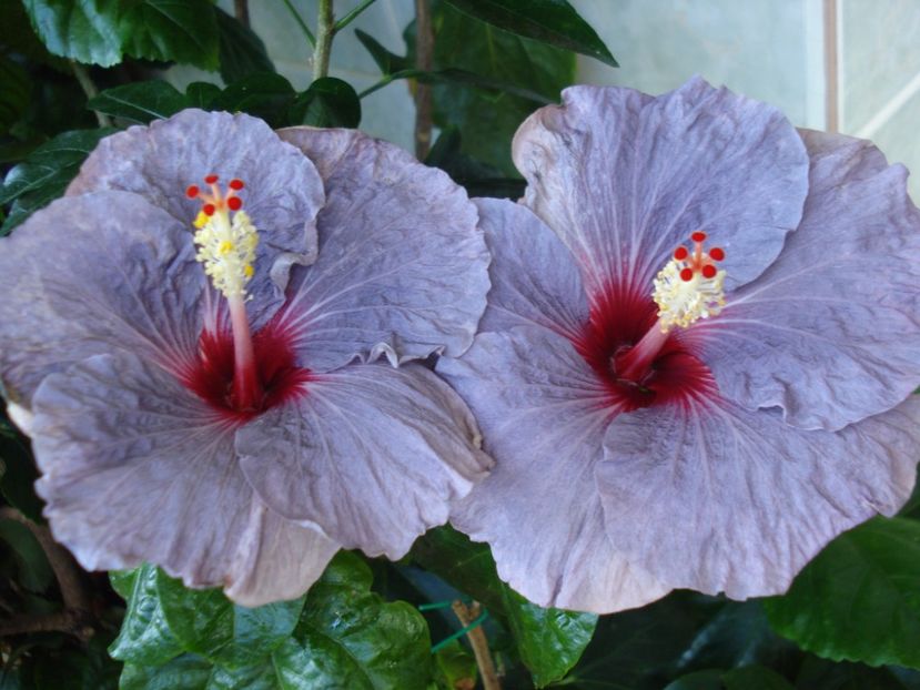  - HIBISCUS 2017