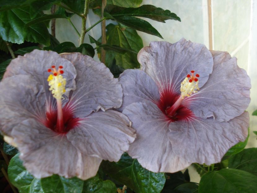  - HIBISCUS 2017