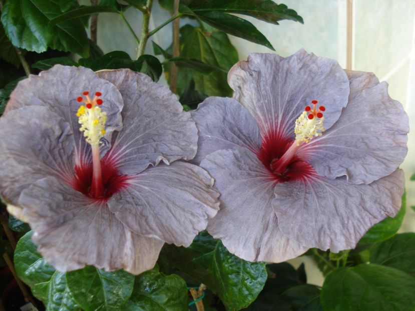  - HIBISCUS 2017
