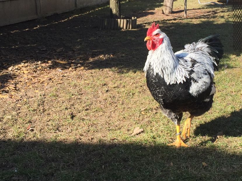 image - PLYMOUTH ROCK SILVER 2016-2017