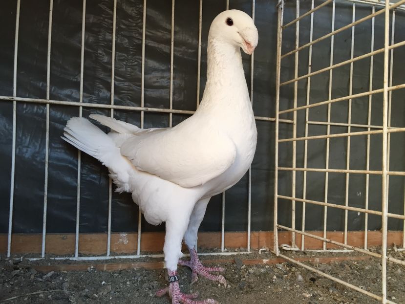  - Germani de frumusete