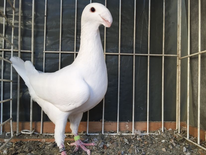 M/2016 - Germani de frumusete