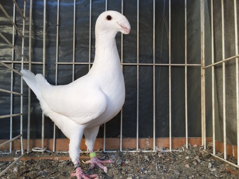  - Germani de frumusete