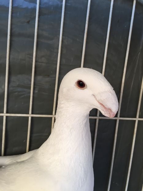  - Germani de frumusete