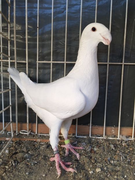  - Germani de frumusete