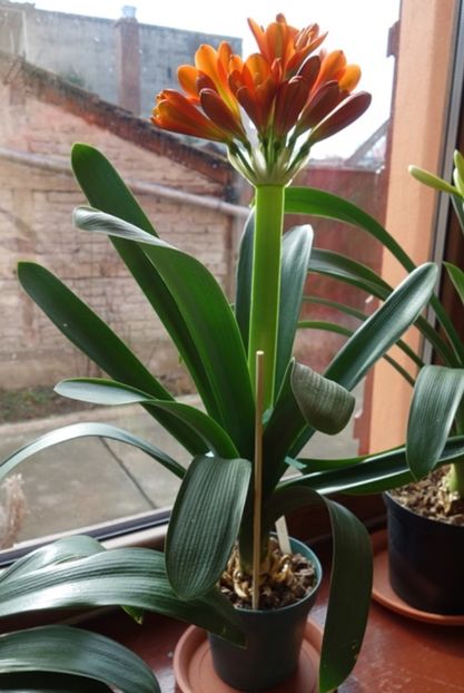 in floare (1) - clivia in 2017