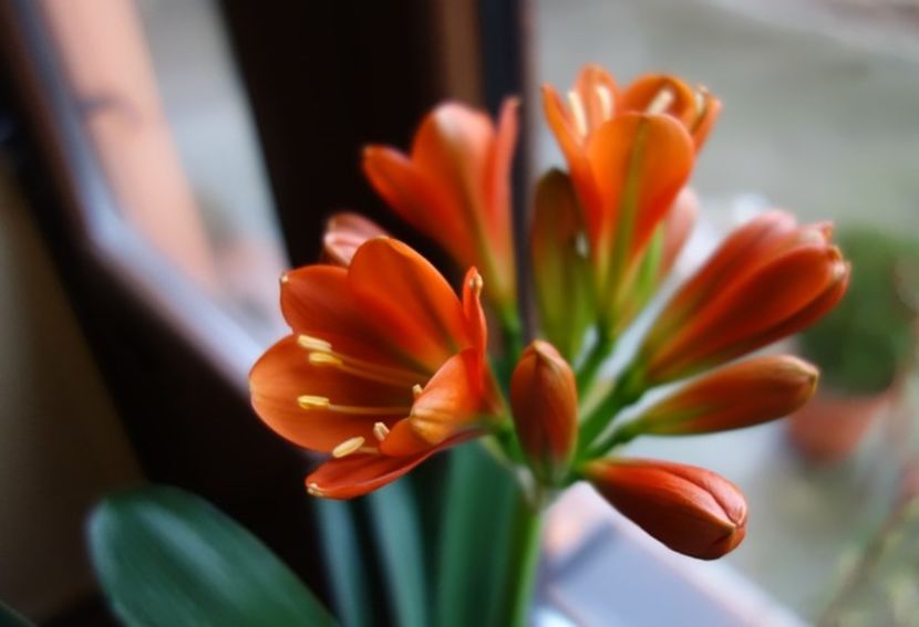 in floare (2) - clivia in 2017