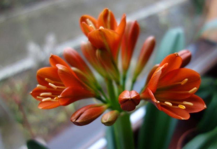 in floare (3) - clivia in 2017