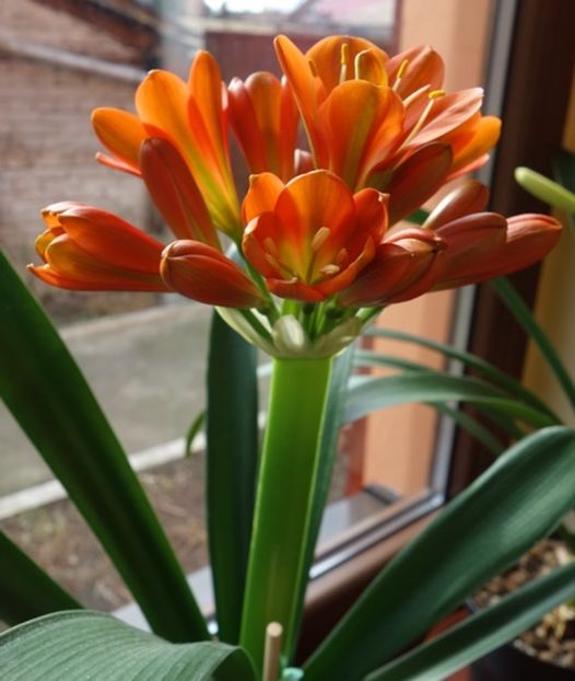 in floare (4) - clivia in 2017