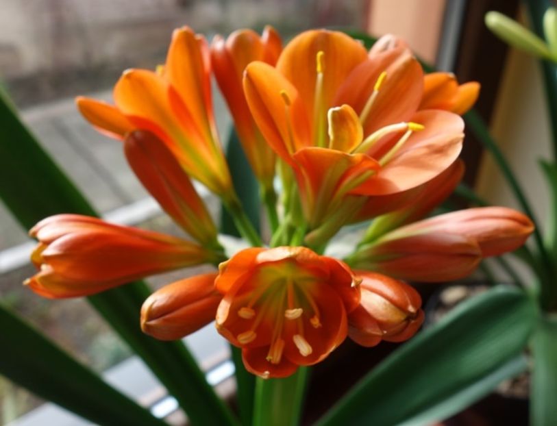 in floare (5) - clivia in 2017