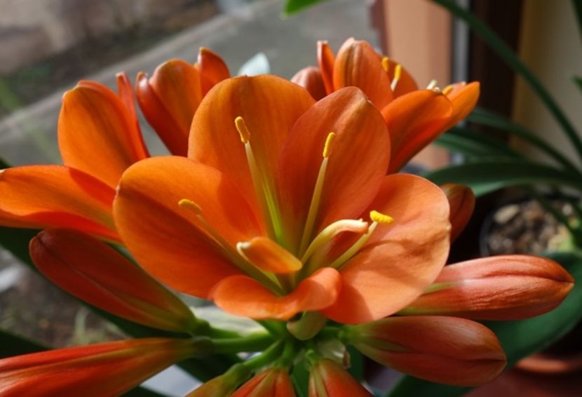 in floare (6) - clivia in 2017