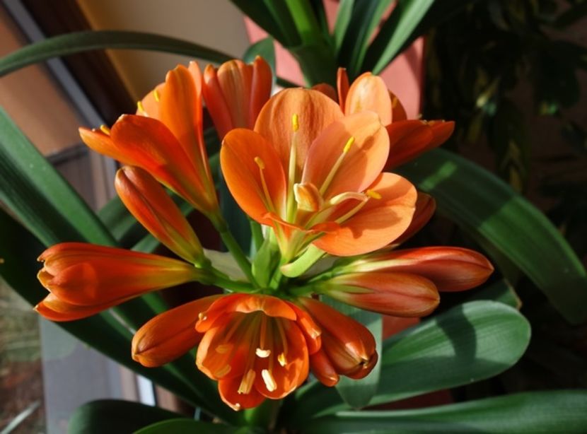 in floare (7) - clivia in 2017
