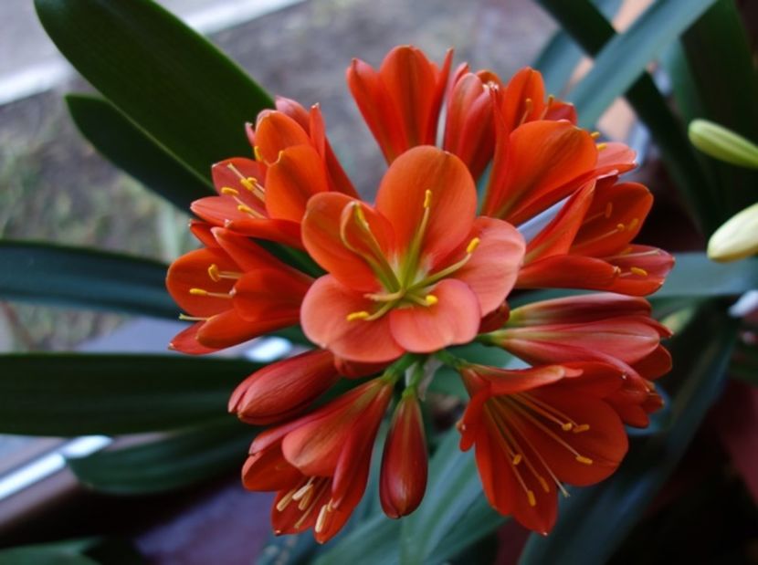 in floare (8) - clivia in 2017