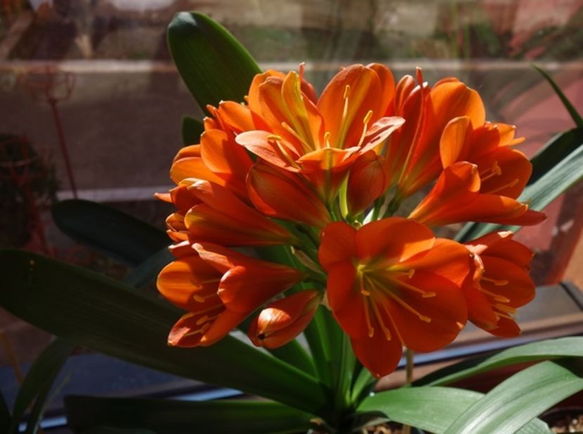 in floare (9) - clivia in 2017