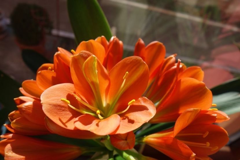 in floare (10) - clivia in 2017