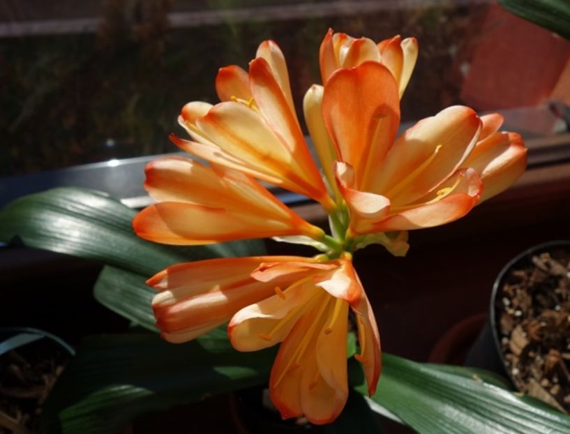 in floare (18) - clivia in 2017