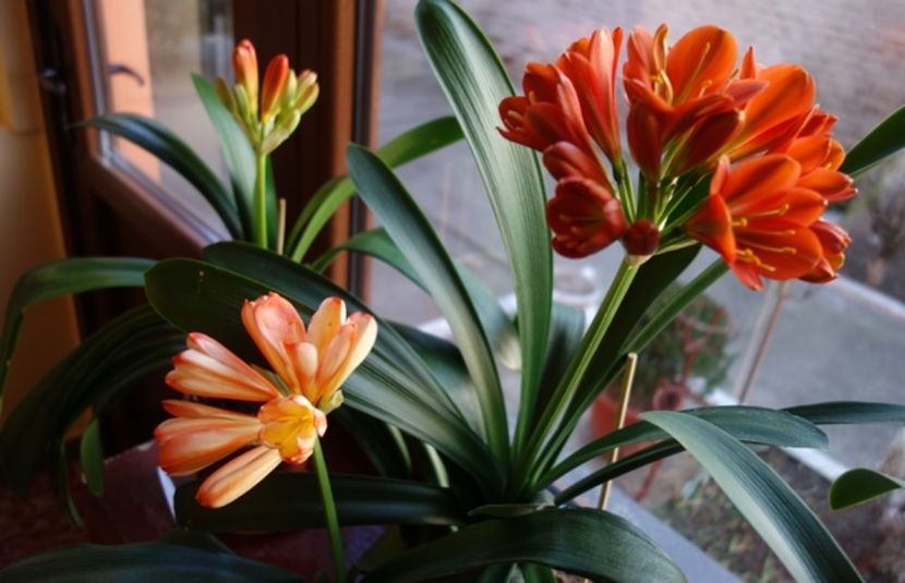 impreuna (2) - clivia in 2017