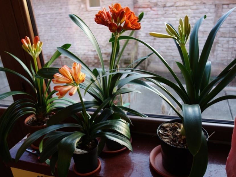 impreuna (3) - clivia in 2017