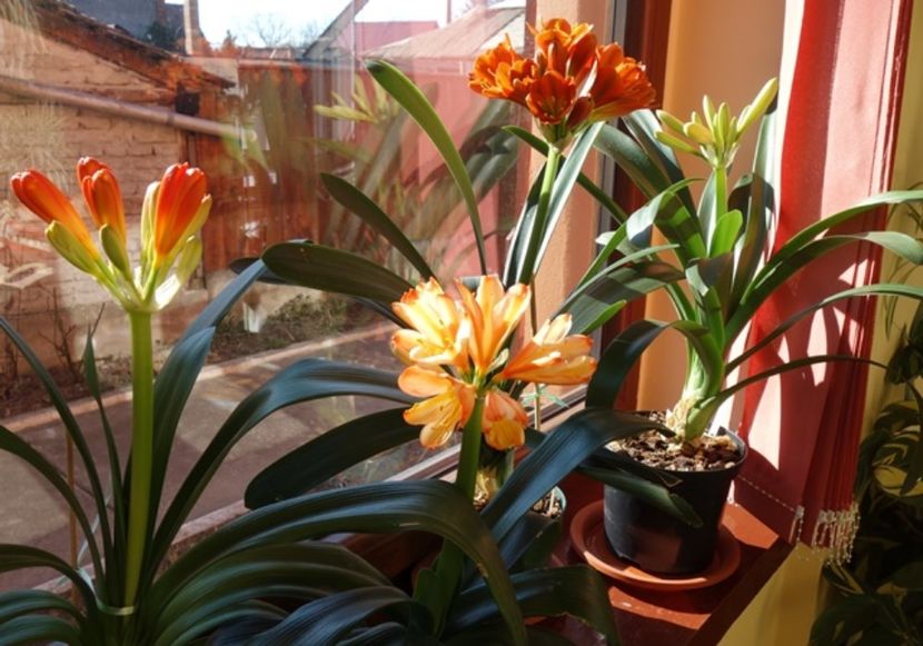 impreuna (4) - clivia in 2017
