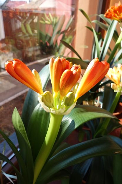 asteptand florile (2) - clivia in 2017