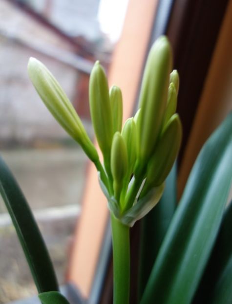 asteptand florile (3) - clivia in 2017