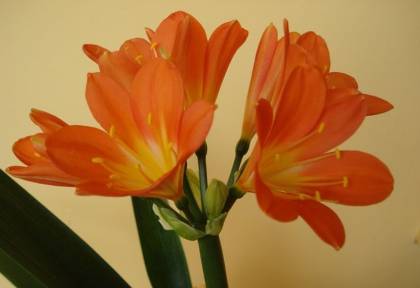 belgian orange (5) - miniata belgian orange