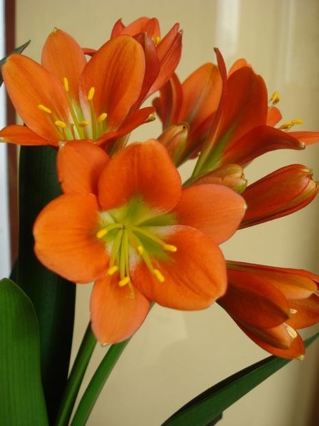 belgian orange GT (12) - miniata belgian orange GT