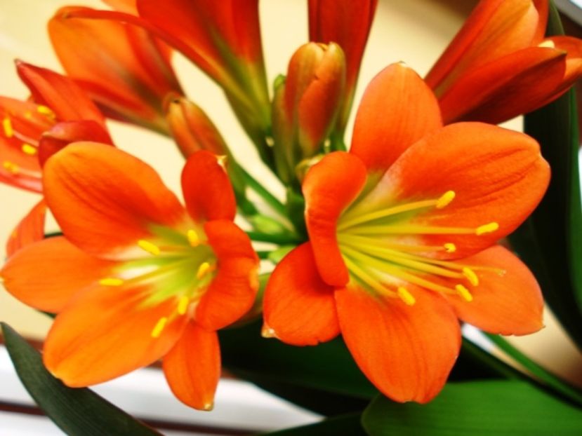 belgian orange GT (14) - miniata belgian orange GT