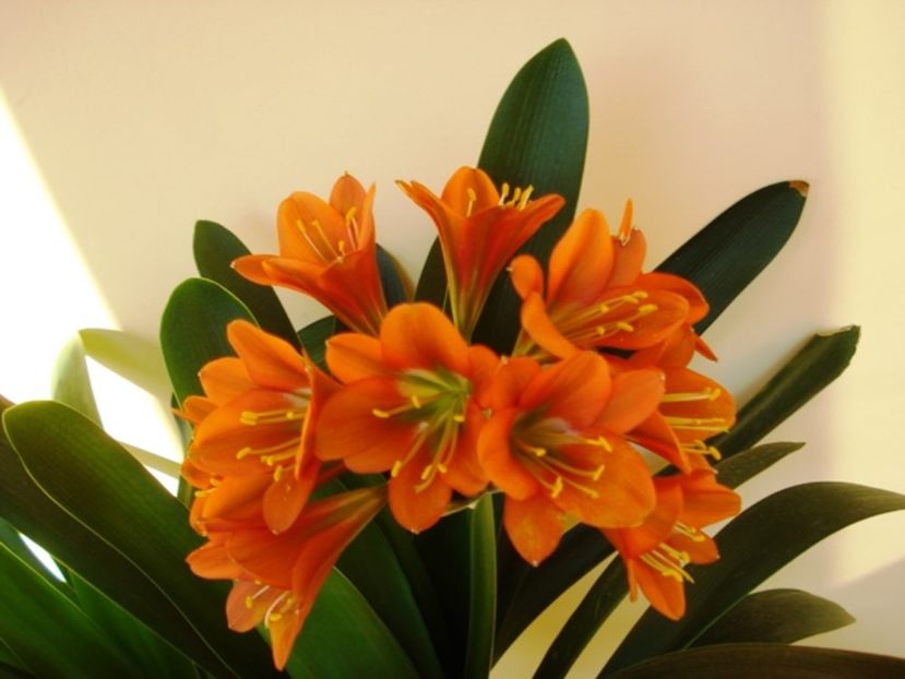 belgian orange GT (15) - miniata belgian orange GT