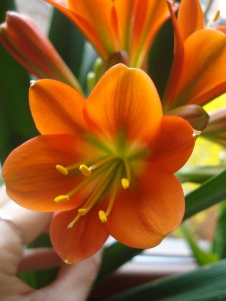 belgian orange GT (16) - miniata belgian orange GT