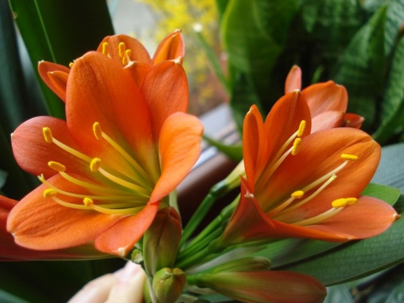 belgian orange GT (17) - miniata belgian orange GT