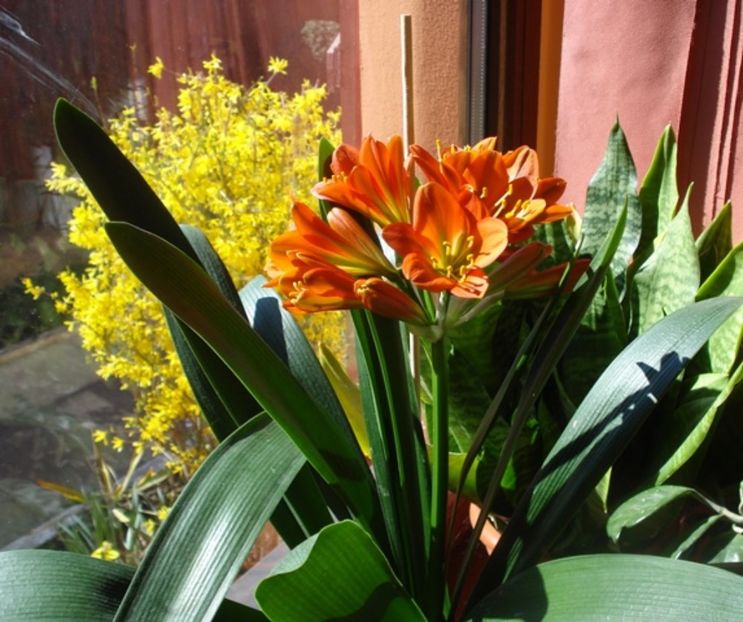 belgian orange GT (18) - miniata belgian orange GT