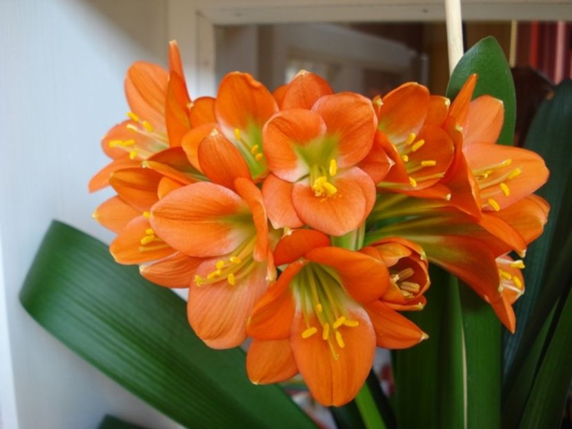 belgian orange GT (20) - miniata belgian orange GT