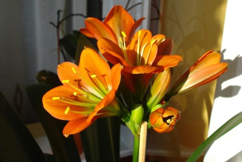 belgian orange GT (21) - miniata belgian orange GT