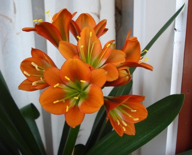 belgian orange GT (24) - miniata belgian orange GT