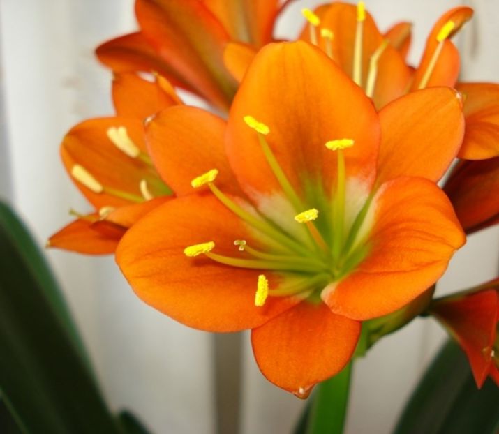 belgian orange GT (25) - miniata belgian orange GT