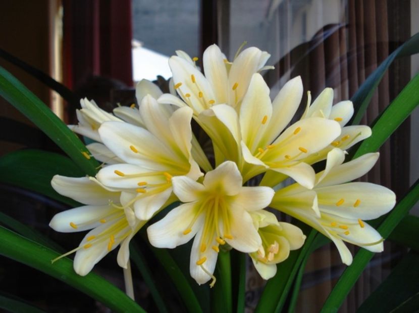 citrina (13) - miniata citrina