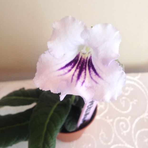 image - streptocarpusi 2017