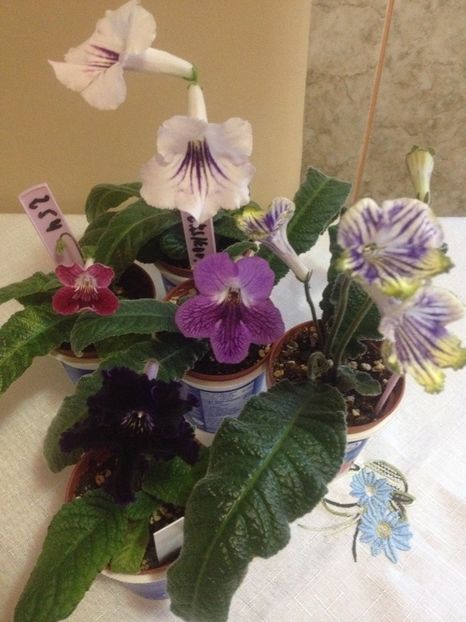 image - streptocarpusi 2017