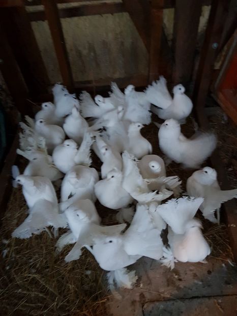  - de vanzare LOT SIBERIENI