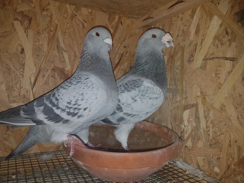 Perechea_11 - Perechi_pentru_2017