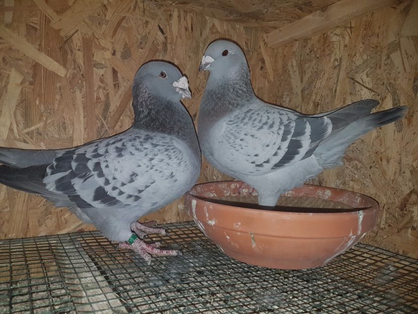 Perechea_13 - Perechi_pentru_2017