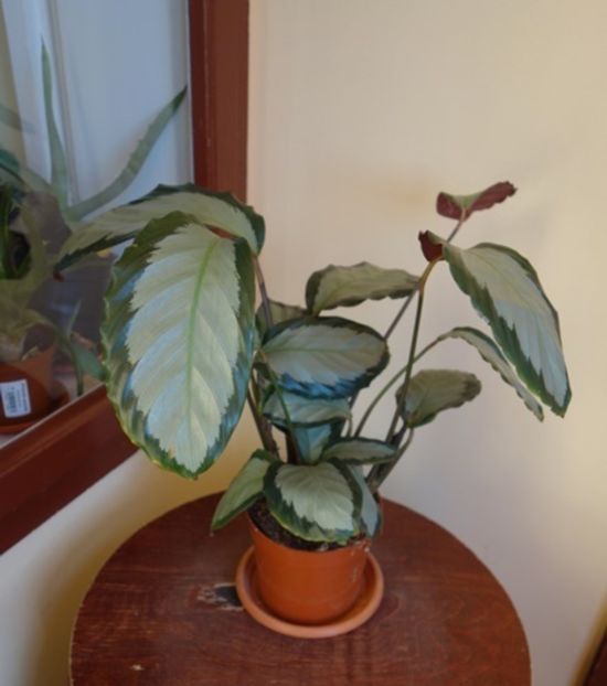 noutate 2017 (5) - calathea picturata Argentea