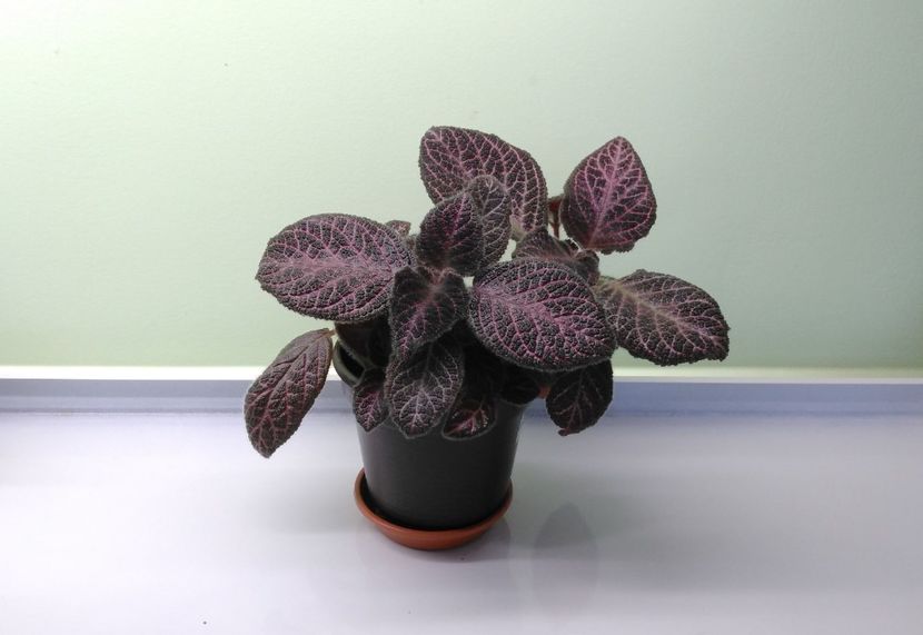 Episcia Kee-Wee 4.03 - Episcia 2017 - 2018