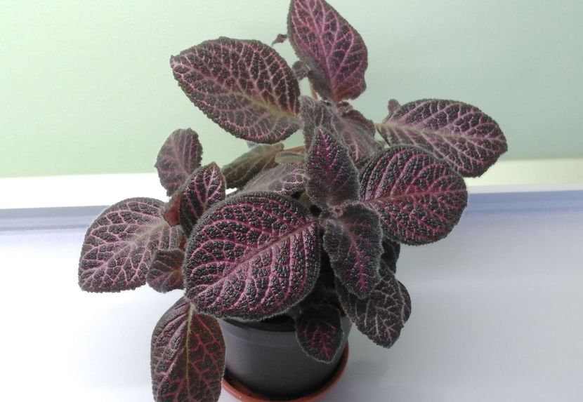  - Episcia 2017 - 2018