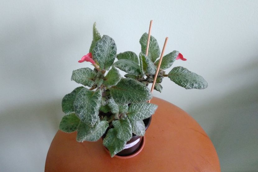  - Episcia 2017 - 2018