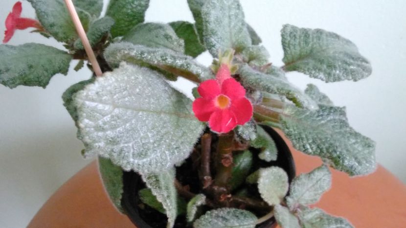  - Episcia 2017 - 2018