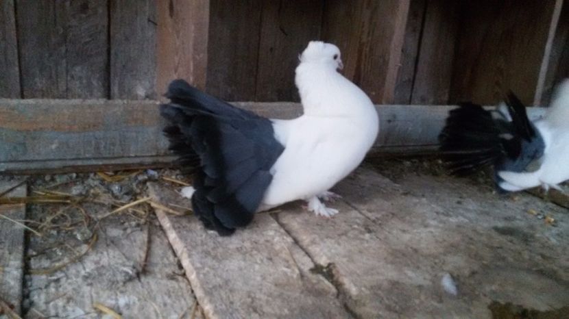  - Voltati indieni albi coada neagra