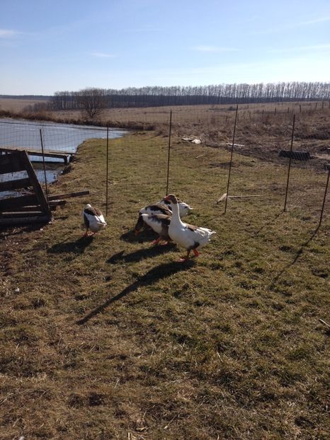 image - Gaste Pomerania 2017