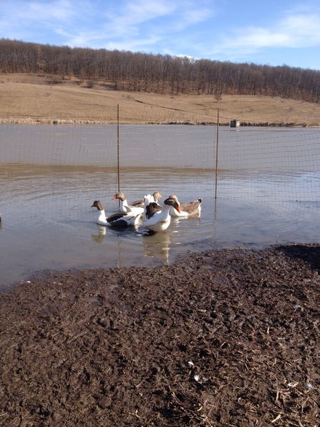 image - Gaste Pomerania 2017